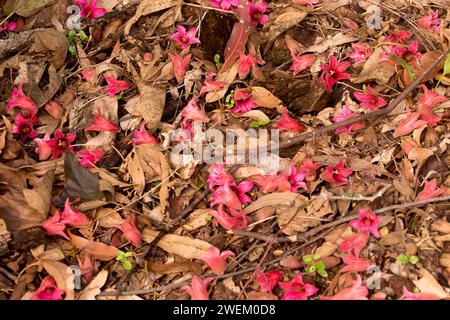 Fallen pink flowers and brown leaves of Pink Kurrajong, Brachychiton discolor, Lacebark tree on subtropical rainforest floor, Queensland, Australia. Stock Photo