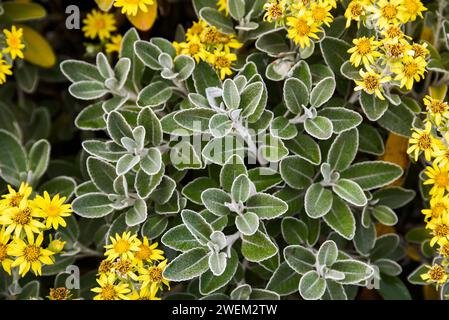Brachyglottis blooming in the summer garden on a sunny day. Stock Photo