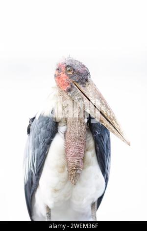 Marabou stork, Leptoptilos crumenifer.  Bird in natural habitat.  Lake Nakuru, Kenya Stock Photo
