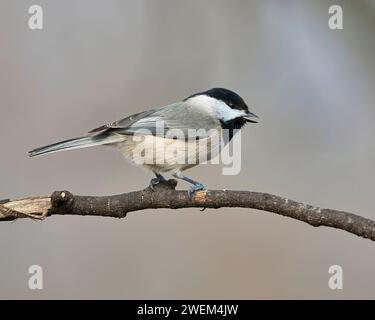 A close-up of a Carolina Chickadee on a tree branch in Dover, Tennessee Stock Photo