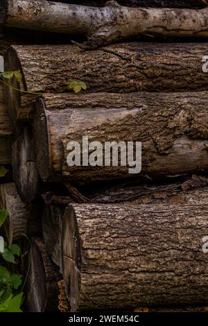 A pine logs lying on the ground in an alpine forest after rain Stock Photo