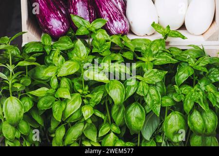 Close-up on basil leaves for sale on a market stall Stock Photo