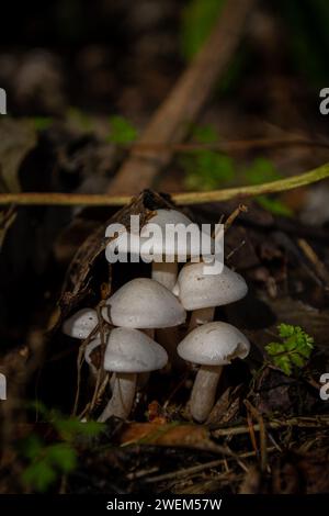 Macro shot of a family of white mushrooms among the foliage and grass Stock Photo