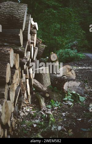 Logs from sawn trees lying by the road in the forest Stock Photo