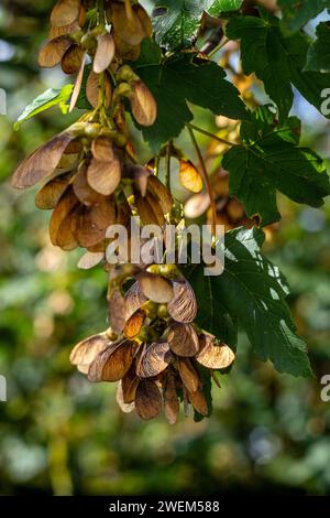 bunches of maple seeds on a tree branch against a blurred background Stock Photo