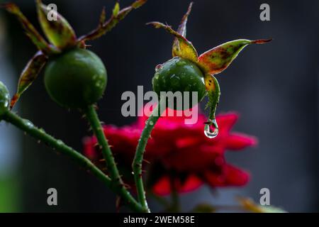 Green unripe wild rose with a drop of rain on the background of a blooming rose Stock Photo
