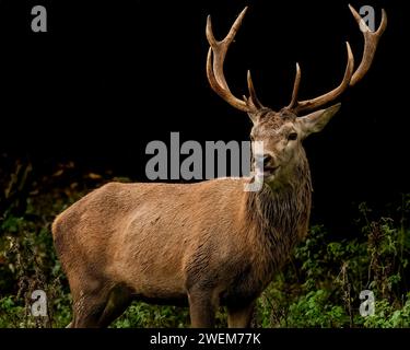 When you happy and you know it crack a smile   UK HILARIOUS IMAGES show a majestic red deer stag blowing a raspberry at the Studley Royal Park in Nort Stock Photo