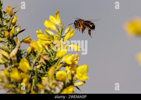 Apis mellifera bee flying towards yellow flowers of the Genista monspessulana bush in the Sierra Mariola de Alcoi, Spain Stock Photo