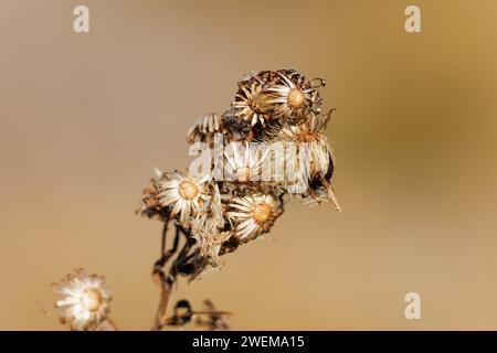 Dried dandelion flower in the Sierra de Mariola de Alcoi with light reflections and smooth bokeh in the background. Spain Stock Photo