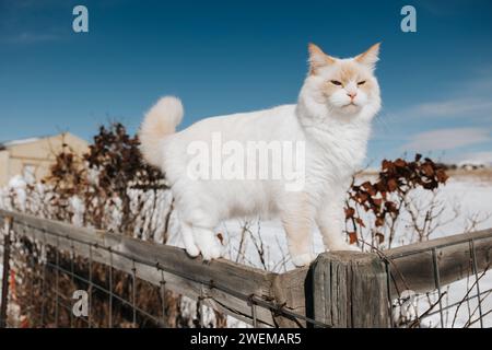 White fluffy cat enjoys climbing on a snowy fence Stock Photo