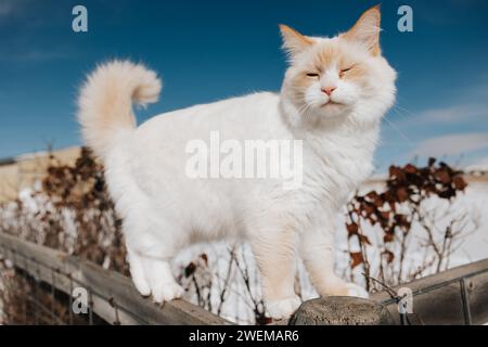 White fluffy cat enjoys climbing on a snowy fence Stock Photo
