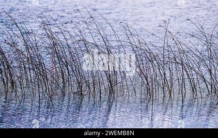 Reeds swaying by the water at night in Las Lagunas de Ruidera Stock Photo