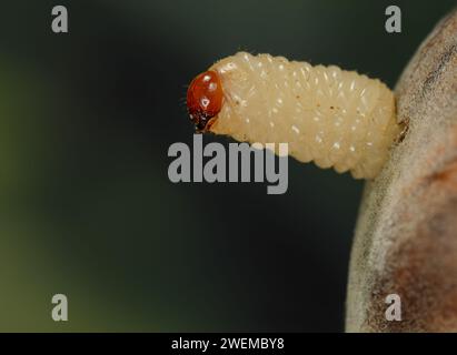 Larva of the Curculio nucum drills through the shell of a hazelnut, Larva of a Nut Weevil  hatches, Hazelnut borer larva hatches from hazelnut Stock Photo