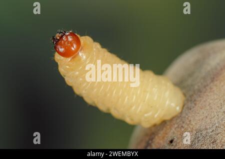 Hazelnut borer larva hatches from hazelnut, Larva of a Nut Weevil, Curculio nucum larva emerging from hazelnut Stock Photo