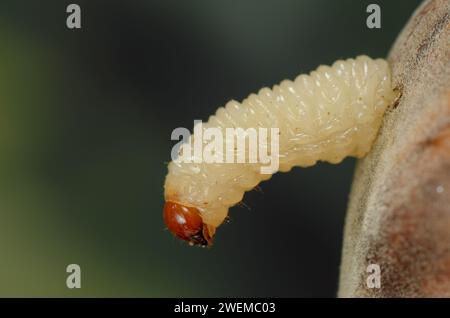 Curculio nucum larva emerging from hazelnut Stock Photo