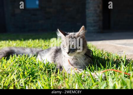 Grey Cat on an Orange Leash Lying on Grass Stock Photo