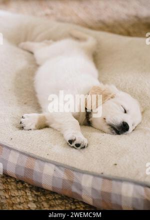 Fluffy Golden Retriever Puppy on Neutral Dog Bed Stock Photo - Alamy