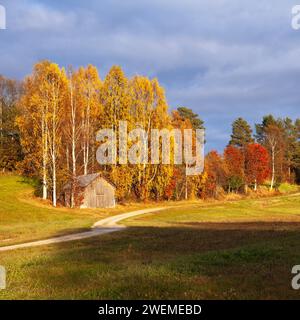 Colorful rural landscape, trees, and leaves in the morning light. Old wooden barn and a gravel road. Agriculture area in the taiga zone, meadows. Stock Photo