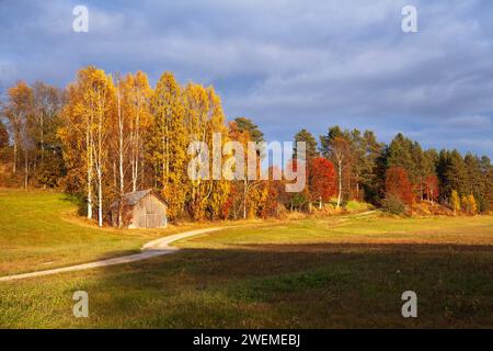 Colorful rural landscape, trees, and leaves in the morning light. Old wooden barn and a gravel road. Agriculture area in the taiga zone, meadows. Stock Photo