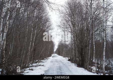 A road in the middle of a winter birch grove. Stock Photo