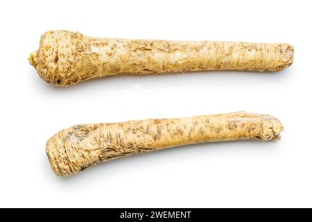Fresh horseradish root isolated on the white background. Stock Photo