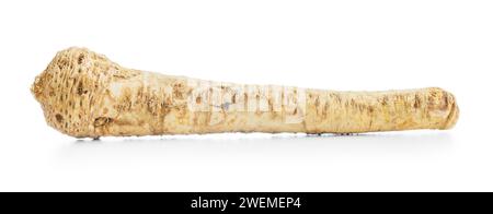 Fresh horseradish root isolated on the white background. Stock Photo