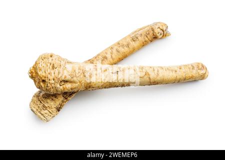 Fresh horseradish root isolated on the white background. Stock Photo