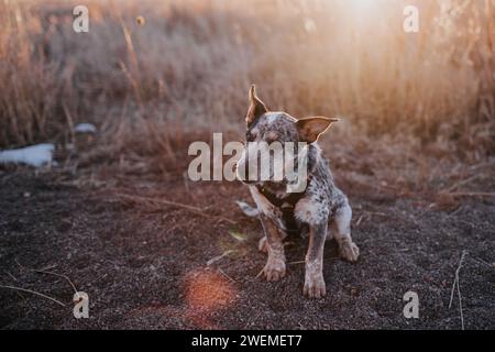 Blue Heeler Puppy sitting on ground outside Stock Photo