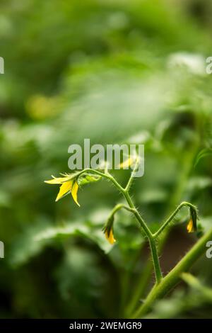 Tomatoes grown in the field Stock Photo - Alamy