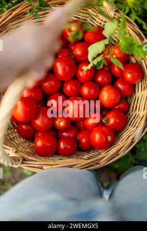 Close-up of a woman's hands holding organic cherry tomatoes Stock Photo