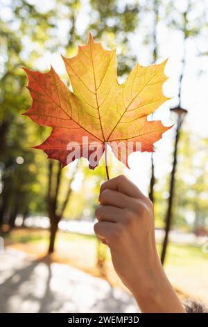 A man holds in his hand an autumn maple leaf illuminated by sunlight from behind against the background of a park Stock Photo
