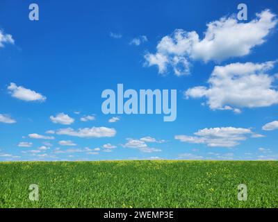 Background with green grass and blue sky with snow-white clouds Stock Photo