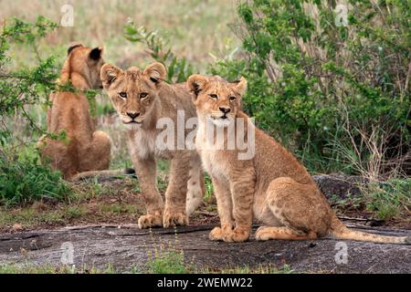Lion (Panthera leo), cubs, three, siblings, vigilant, Sabi Sand Game Reserve, Kruger National Park, Kruger National Park, South Africa Stock Photo
