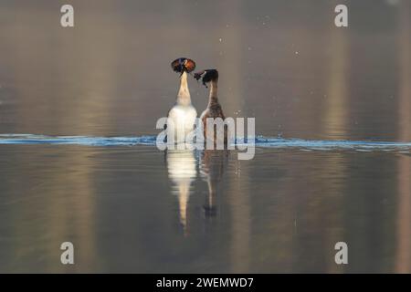 Great crested grebe (Podiceps cristatus) two adult birds performing the weed dance during their courtship display on a lake, Suffolk, England, United Stock Photo