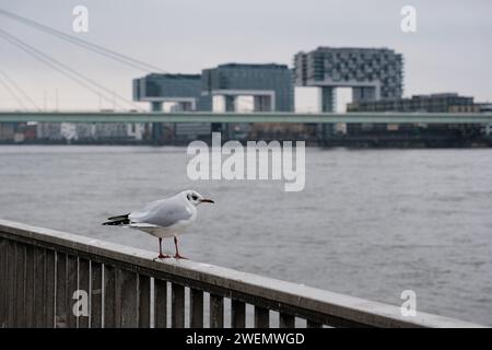 Seagull (Larinae) on the Rhine, behind it the crane houses, blurred background, Cologne, Germany Stock Photo