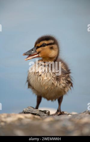 Mallard duck (Anas platyrhynchos) juvenile duckling quacking, Norfolk, England, United Kingdom Stock Photo