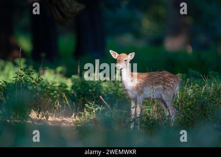 Fallow deer (Dama dama) juvenile fawn standing in a woodland, Norfolk, England, United Kingdom Stock Photo
