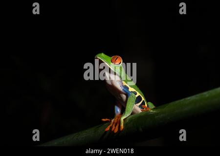 Agalychnis callidryas, commonly known as the red-eyed tree frog, Costarica Stock Photo
