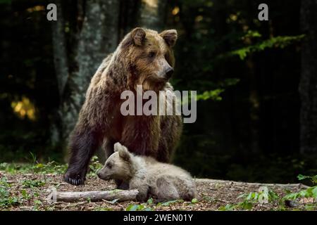 European brown bear (Ursus arctos arctos) photographed in Slovenia forest Stock Photo