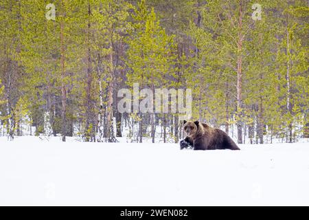 European brown bear (Ursus arctos arctos) photographed in Kuhmo Finland Stock Photo