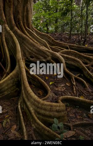 Rain forest, trees Tangkoko National Park Sulawesi Indonesia Stock Photo