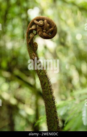 Fern in the jungle. Tangkoko National Park Sulawesi indonesia Stock Photo