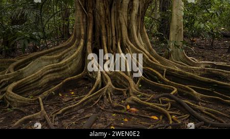 Rain forest, trees, Tangkoko National Park Sulawesi Indonesia Stock Photo