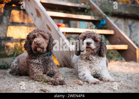 two purebred lagotto romagnolo dogs sitting together Stock Photo