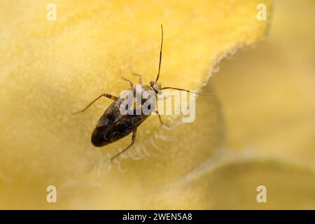 European tarnished plant bug - Lygus rugulipennis Stock Photo