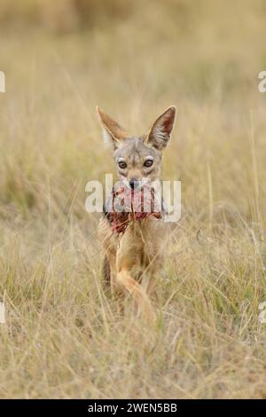 Black-backed jackal (Lupulella mesomelas). Stealing meal.  Jackal in naturalal habitat, Savannah Kenya. Stock Photo
