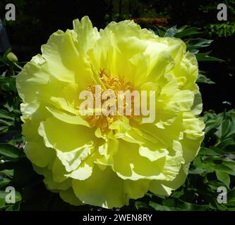 A closeup shot of a yellow tree peony in sunlight Stock Photo