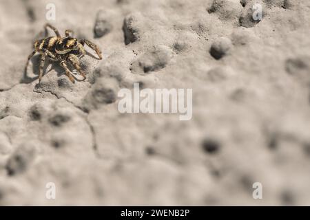 Springspinne an Wand Stock Photo