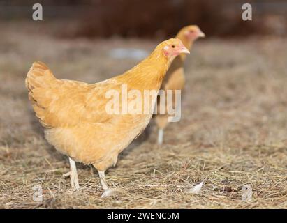 Uncaged young buff Orpington chicken hen that is not kept in a cage walking on a grassy field in North Carolina. Stock Photo