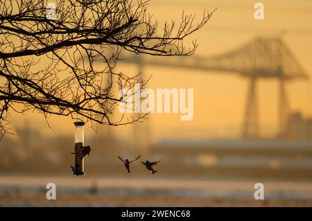 European greenfinches Carduelis chloris,at seed feeder, on RSPB Saltholme Nature Reserve, Teesside, with transporter bridge on the skyline at sunset. Stock Photo